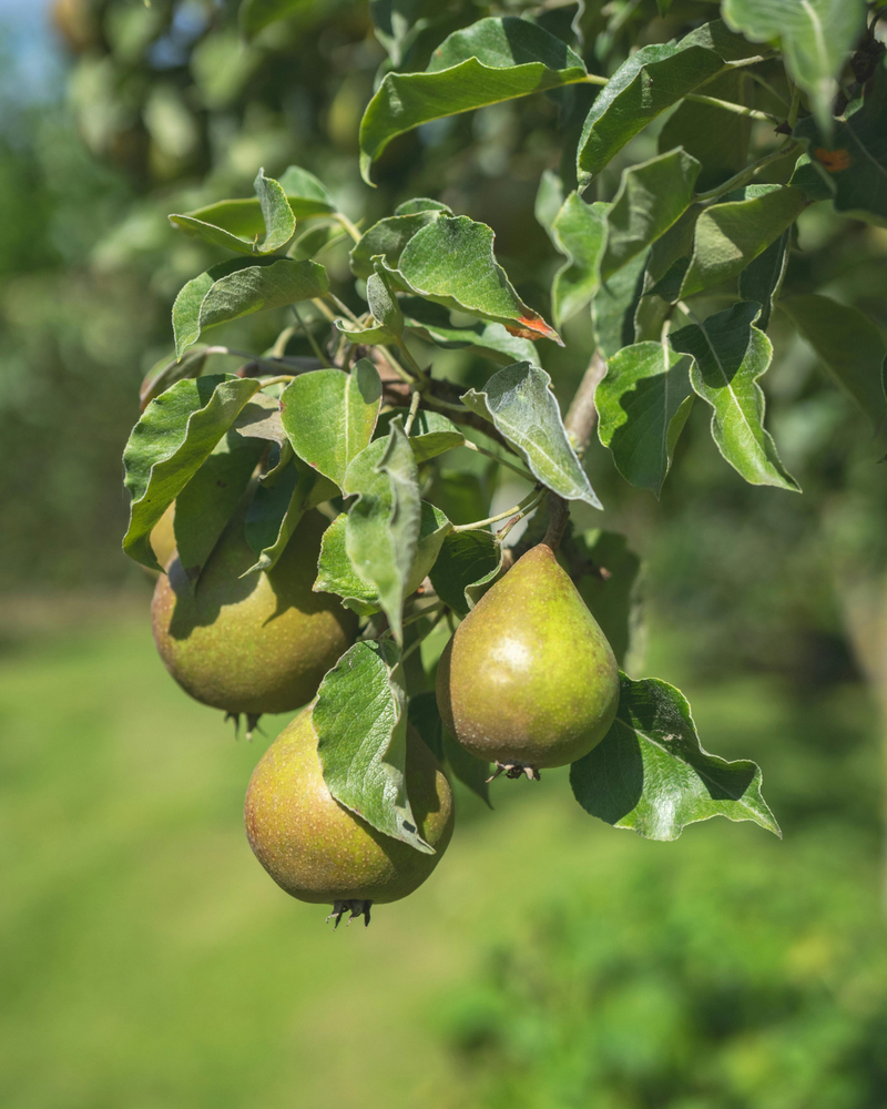 
                  
                    SPICED POACHED PEAR
                  
                