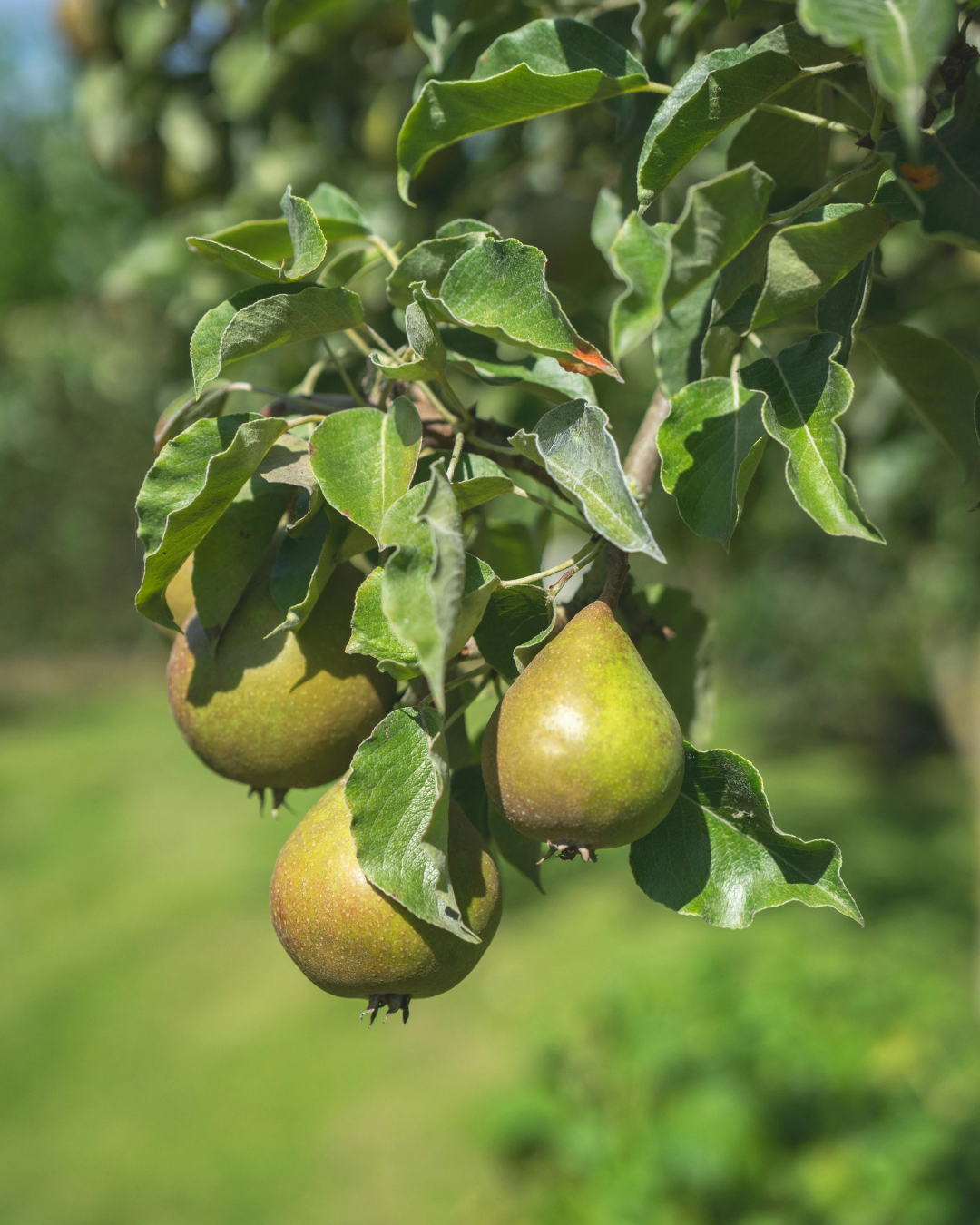 
                  
                    SPICED POACHED PEAR
                  
                
